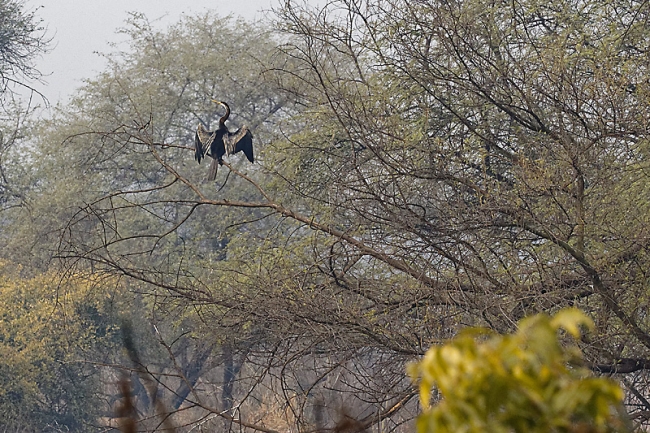 Keoladeo national park-078